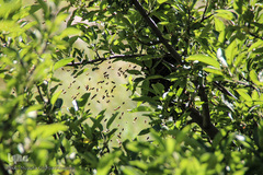 تولید زنبور عسل در منطقه ارسباران