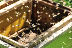 تولید زنبور عسل در منطقه ارسباران