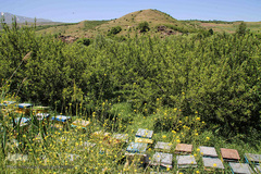 تولید زنبور عسل در منطقه ارسباران