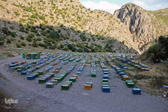 تولید زنبور عسل در منطقه ارسباران