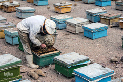 تولید زنبور عسل در منطقه ارسباران