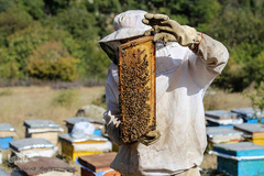 تولید زنبور عسل در منطقه ارسباران