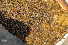 تولید زنبور عسل در منطقه ارسباران