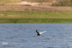 تالاب قوریگل