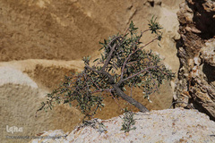 گنجینه ناشناخته در دل دره روستای زگلیک اهر