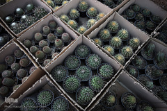 بازار گل شهید محلاتی در روز ملی گل