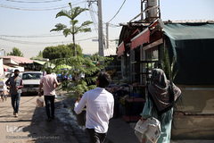 بازار گل شهید محلاتی در روز ملی گل