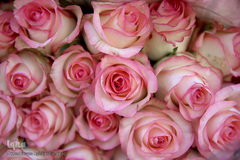 بازار گل شهید محلاتی در روز ملی گل