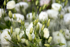 بازار گل شهید محلاتی در روز ملی گل