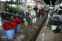 بازار گل شهید محلاتی در روز ملی گل