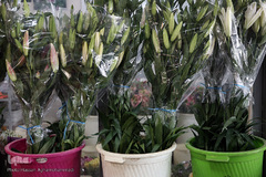 بازار گل شهید محلاتی در روز ملی گل