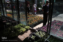 بازار گل شهید محلاتی در روز ملی گل