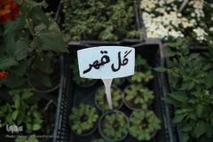 بازار گل شهید محلاتی در روز ملی گل