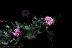 بازار گل شهید محلاتی در روز ملی گل