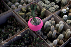 بازار گل شهید محلاتی در روز ملی گل