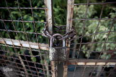 بازار گل شهید محلاتی در روز ملی گل