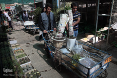 بازار گل شهید محلاتی در روز ملی گل