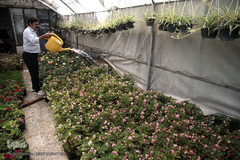 بازار گل شهید محلاتی در روز ملی گل