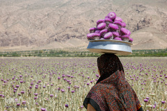 برداشت گیاه خارپنیری در استهبان فارس، این گیاه از خانواده خار مریم است که به‌صورت وحشی در تمام نقاط ایران یافت می‌شود و عرق آن جهت درمان بیماری های کبد، چربی خون و آلرژی مورد استفاده قرار می‌گیرد،