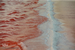 دریاچه حوض سلطان به رنگ سرخ