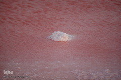 دریاچه حوض سلطان به رنگ سرخ