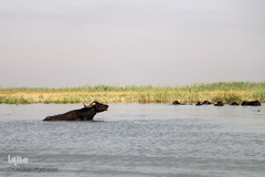 تالاب شادگان