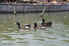 تالاب شادگان