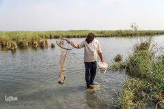 تالاب شادگان