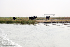 تالاب شادگان