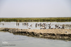 تالاب شادگان