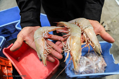 بندر صیادی بحرکان