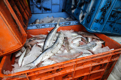 بندر صیادی بحرکان