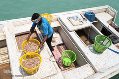 بندر صیادی بحرکان