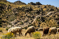طبیعت ارتفاعات روستای مزرعه و قلعه شیور