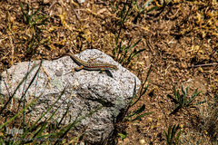 طبیعت ارتفاعات روستای مزرعه و قلعه شیور