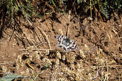 طبیعت ارتفاعات روستای مزرعه و قلعه شیور