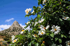 طبیعت ارتفاعات روستای مزرعه و قلعه شیور