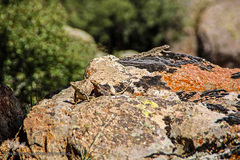 طبیعت ارتفاعات روستای مزرعه و قلعه شیور
