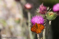 طبیعت ارتفاعات روستای مزرعه و قلعه شیور