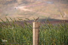 طبیعت ارتفاعات روستای مزرعه و قلعه شیور