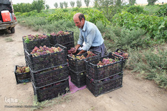 برداشت انگور از باغات استان قم