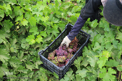 برداشت انگور از باغات استان قم