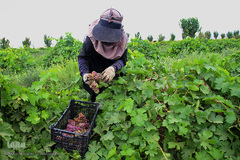 برداشت انگور از باغات استان قم