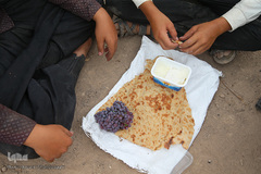 برداشت انگور از باغات استان قم