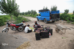 برداشت انگور از باغات استان قم