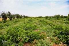 برداشت انگور از باغات استان قم