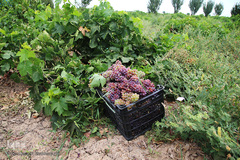 برداشت انگور از باغات استان قم