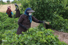 برداشت انگور از باغات استان قم