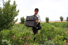 برداشت انگور از باغات استان قم