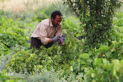 برداشت انگور از باغات استان قم